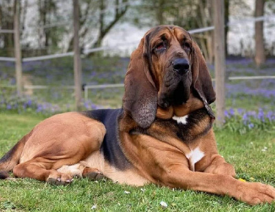 Étalon Chien de Saint-Hubert - Nestor du chateau de Saint Louis