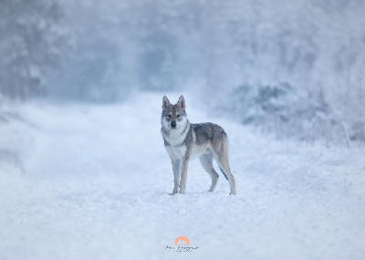 Étalon Chien-loup de Saarloos - Thrymheim's legends thjazi Des Terres Du Valhalla