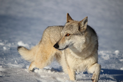 Étalon Chien-loup tchecoslovaque - Oldis Des Loups Malins De Gaelice