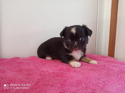 Étalon Chihuahua - Olivia Wild Rose-pl Dei Bordigotti
