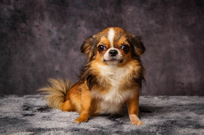 Étalon Chihuahua - Royal beauty d'acca -larentia