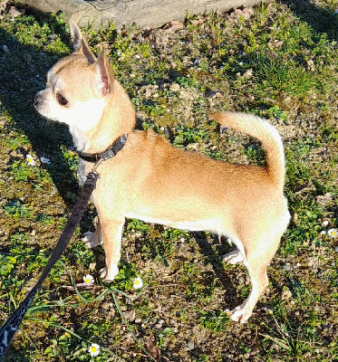 Étalon Chihuahua - Tracy du domaine de san sébastian