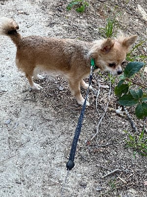 Étalon Chihuahua - Peach (Sans Affixe)