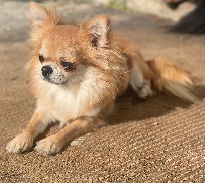 Étalon Chihuahua - Sofia Du Domaine Des Cotes Blanches