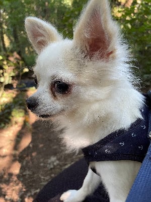 Étalon Chihuahua - Okami (Sans Affixe)