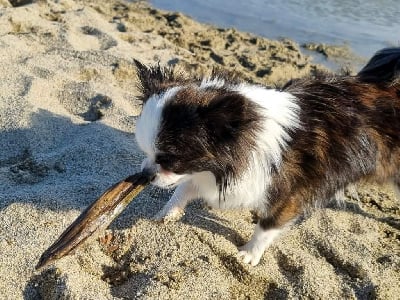 Shaylee princess panda flower Des Minis Bombes