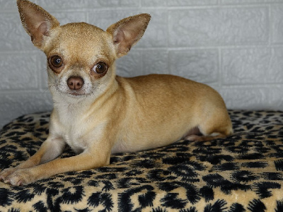 Étalon Chihuahua - Praline De La Contrée Des Elfes
