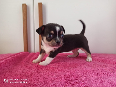 Étalon Chihuahua - Ondina Del Mar-pc Dei Bordigotti