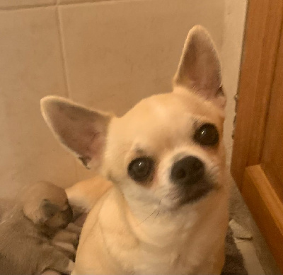 Étalon Chihuahua - Nancy de la source d'Age