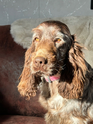 Étalon Cocker Spaniel Anglais - Santana de l'Empereur Sirius