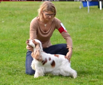 Étalon Cocker Spaniel Anglais - Gardner ava d'Al Ma Mour