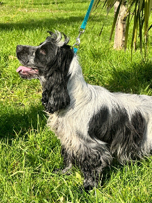 Étalon Cocker Spaniel Anglais - Sirius blue des Landes d'Araize