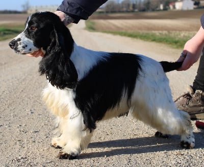 Étalon Cocker Spaniel Anglais - Dream Of Best In Show Shoopa shoops