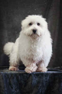 Étalon Coton de Tulear - Oxbow de dame nature