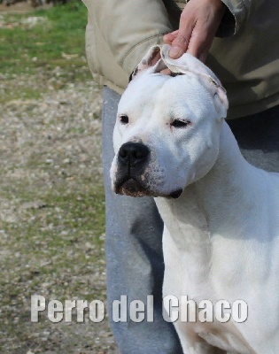 Étalon Dogo Argentino - Perro del Chaco Petit piment