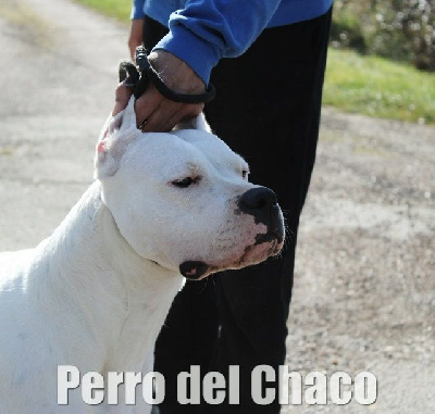 Étalon Dogo Argentino - CH. Perro del Chaco Scandale