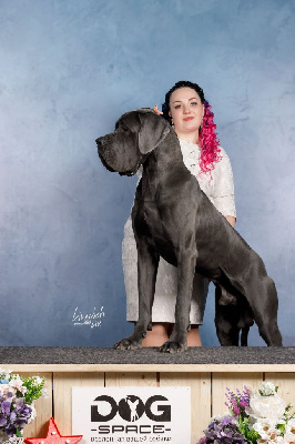 Étalon Dogue allemand - CH. Plantagenet DE VALAVERGNY