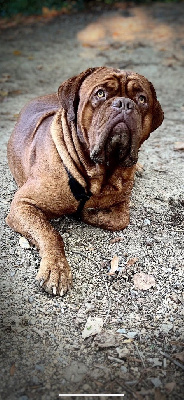 Étalon Dogue de Bordeaux - Sirius Laeti Love Dog