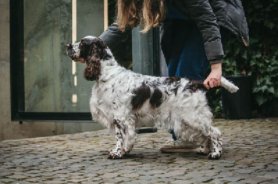 Étalon English Springer Spaniel - CH. tira vento Era of desire
