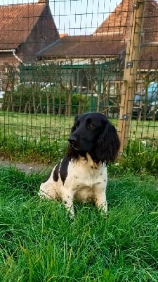 Étalon English Springer Spaniel - Sologne Hunters's Sako