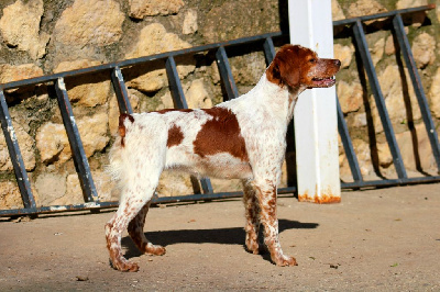 Étalon Epagneul Breton - Yuma De Los Majadales