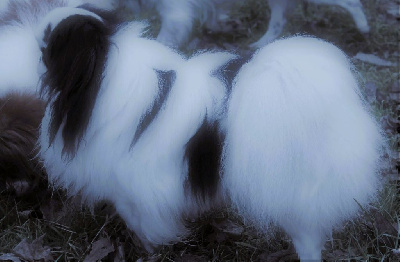 Étalon Epagneul Japonais - Phoebus de la bascka de la basca