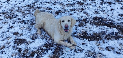 Étalon Golden Retriever - Marla Von Bebourgwald