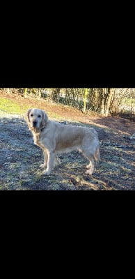 Étalon Golden Retriever - Shaolyn Du Marronnier Rouge