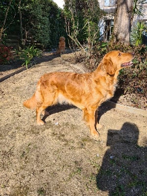 Étalon Golden Retriever - Rebelle des terres de scoubidou