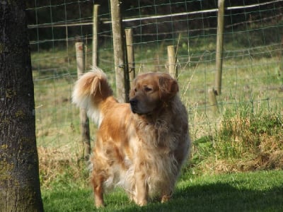 Étalon Golden Retriever - Lady marianne dite léna de la vallée Morgane