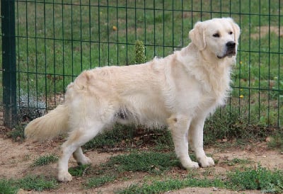 Étalon Golden Retriever - R'calypso dit roméo de Chantemelse