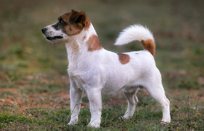 Étalon Jack Russell Terrier - CH. Original edition du Bois de Compiègne