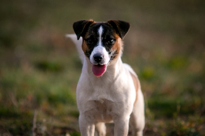 Étalon Jack Russell Terrier - True dream du Bois de Compiègne