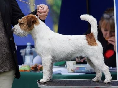 Étalon Jack Russell Terrier - saltisgardens Mclaren vale