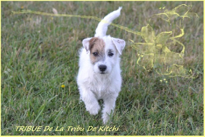 Étalon Jack Russell Terrier - Tribue De la tribu de kitchi