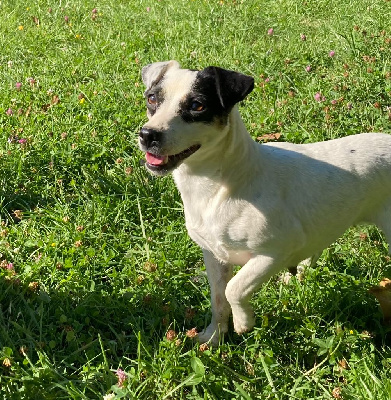 Étalon Jack Russell Terrier - Orphee des Gres de Malleville
