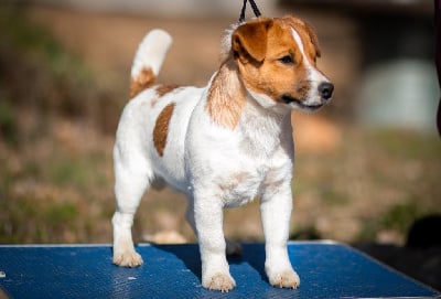 Étalon Jack Russell Terrier - Sv kenzo del peperoncino d'oro