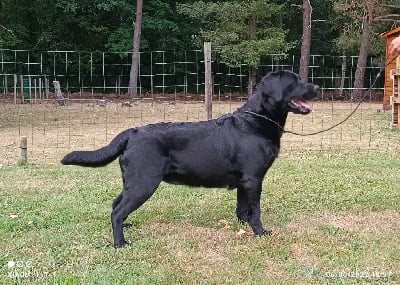 Étalon Labrador Retriever - Pantera negra des Perdreaux de la Septaine