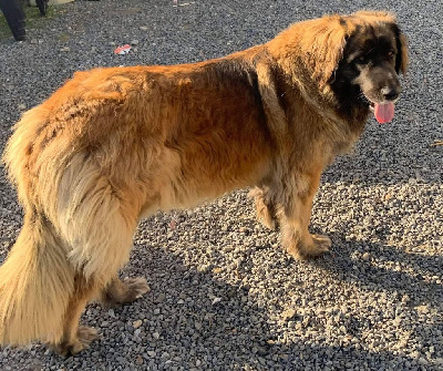 Étalon Leonberger - Pink De La Ferme De La Couronne