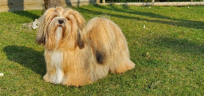 Étalon Lhassa Apso - Rose macquarie de l'éperon des Cosmiques