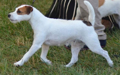 Étalon Parson Russell Terrier - CH. Myway (Sans Affixe)