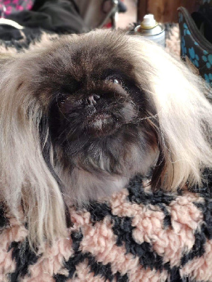 Étalon Pekinois - Remenber roxy de l'antre du dragon