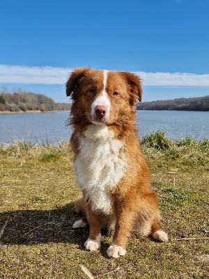 Étalon Retriever de la Nouvelle-Ecosse - Tramadol De La Haye De Genet