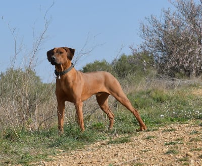 Étalon Rhodesian Ridgeback - Shemesh tchaÃ Des Flammes Rousses