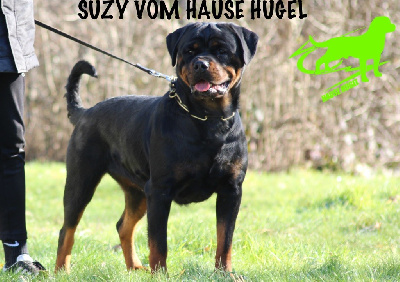 Étalon Rottweiler - Suzy Vom Hause Hugel
