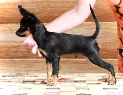 Étalon Russkiy Toy (Petit Chien Russe) - top brand Dzhentelmen