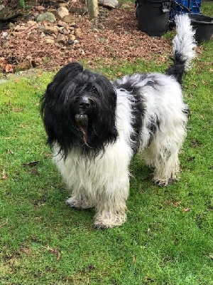 Baron louis ties vom primelhof