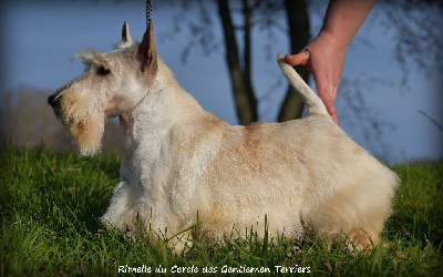 Étalon Scottish Terrier - Rimelle du cercle des gentlemen terriers
