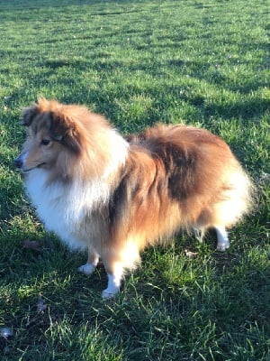 Étalon Shetland Sheepdog - Signature-d or de l'Angelarde