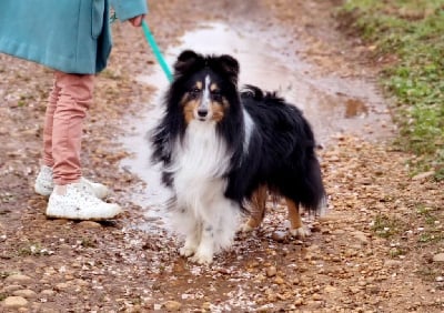 Étalon Shetland Sheepdog - My faeries tree black goblin (dit mushu) des étangs sauvages